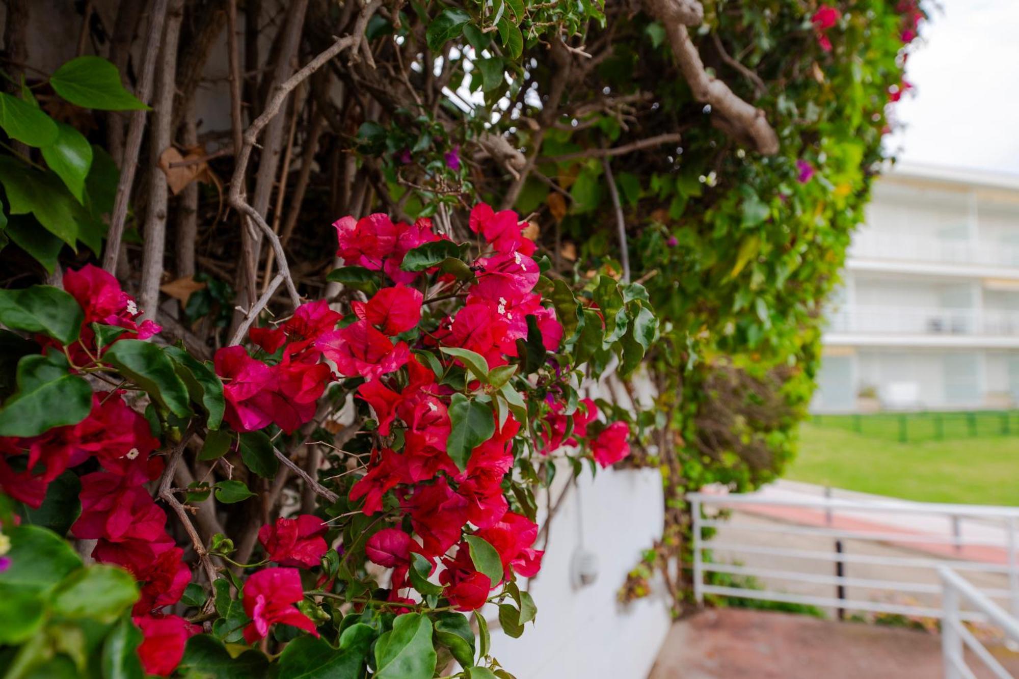 Apartamento Almadraba Roses Extérieur photo